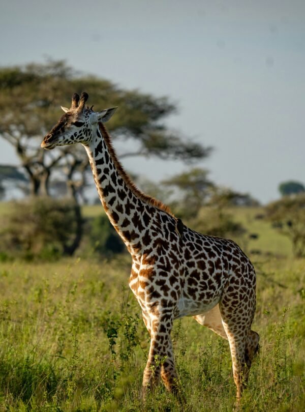 mustafa masetic ya5romorhpg unsplash