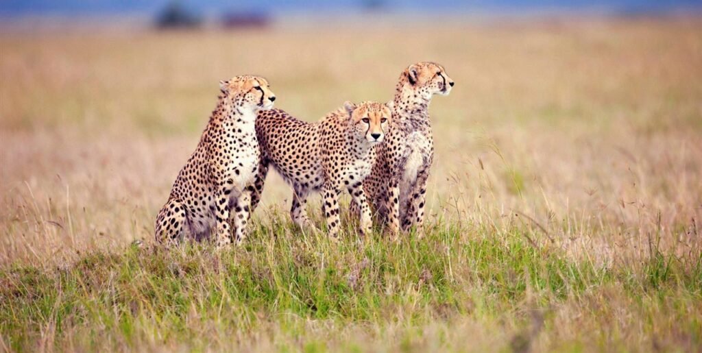 serengeti national park