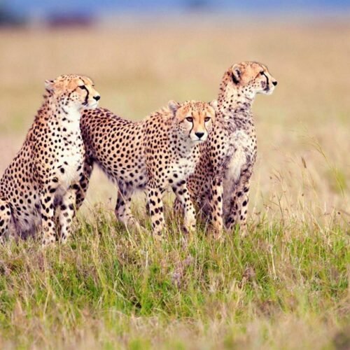 serengeti national park