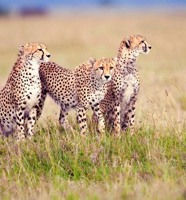 serengeti national park