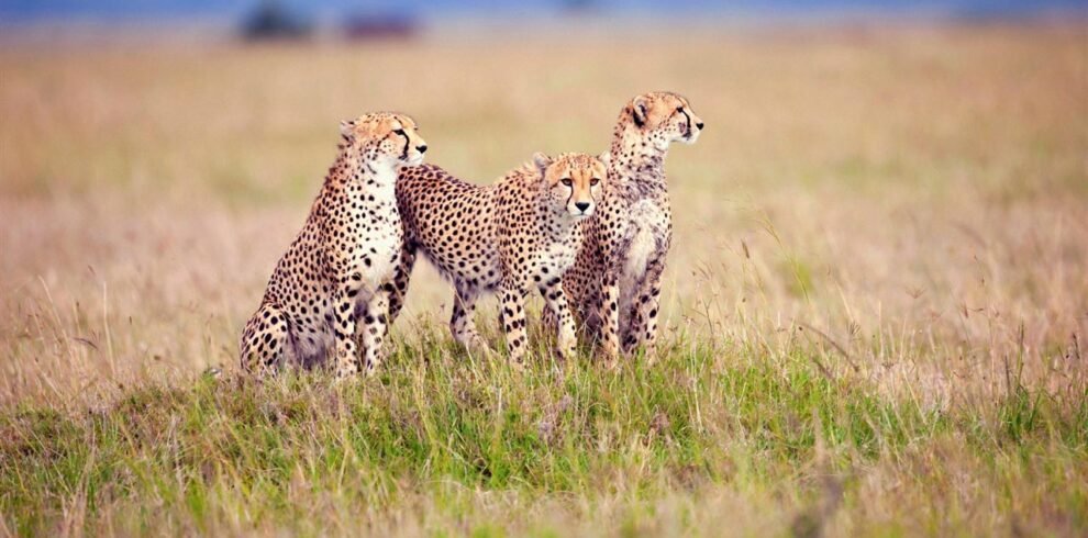 serengeti national park