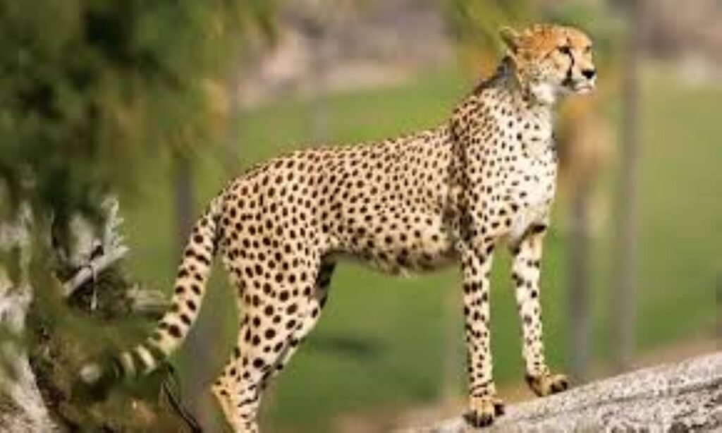 ngorongoro cheetah