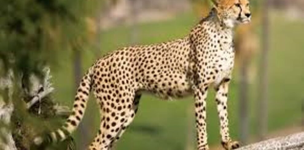 ngorongoro cheetah